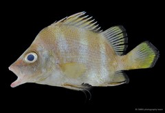 Hapalogenys analis•&copy; CMBS photography team•All Rights Reserved