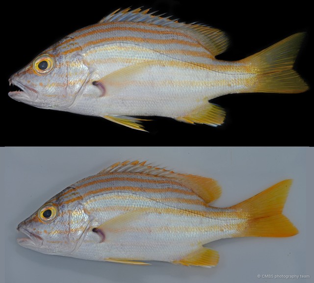 Lutjanus carponotatus•&copy; CMBS photography team•All Rights Reserved