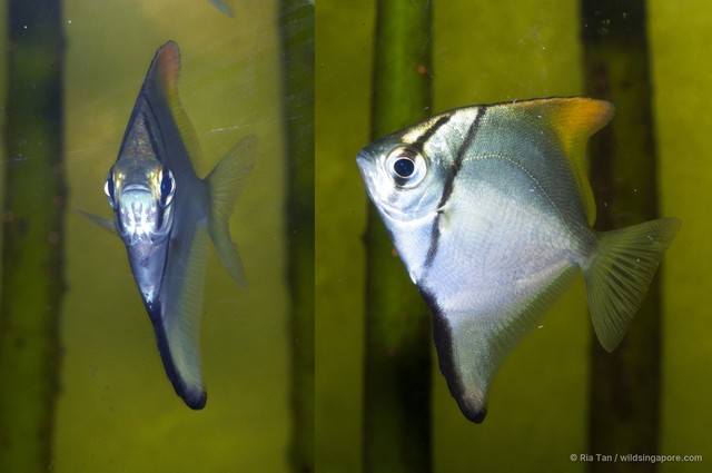 Monodactylus argenteus•&copy; Ria Tan•All Rights Reserved