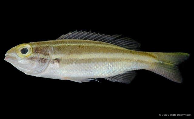Pentapodus bifasciatus•&copy; CMBS photography team•All Rights Reserved