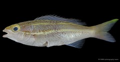 Pentapodus bifasciatus•&copy; CMBS photography team•All Rights Reserved