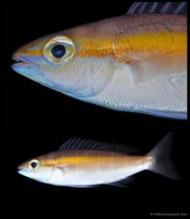 Pentapodus setosus•&copy; CMBS photography team•All Rights Reserved