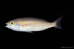 Pentapodus setosus•&copy; CMBS photography team•All Rights Reserved