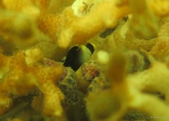 Chaetodontoplus mesoleucus•&copy; Daisuke Taira•All Rights Reserved