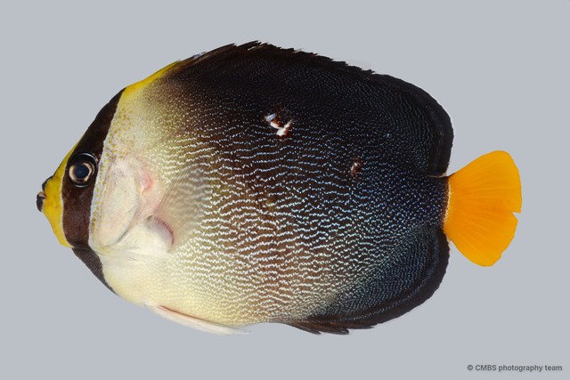 Chaetodontoplus mesoleucus•&copy; CMBS photography team•All Rights Reserved
