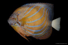 Pomacanthus annularis•&copy; CMBS photography team•All Rights Reserved