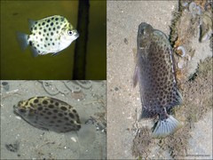 Scatophagus argus•&copy; Ria Tan•All Rights Reserved