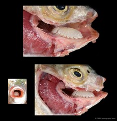 Scatophagus argus•&copy; CMBS photography team•All Rights Reserved