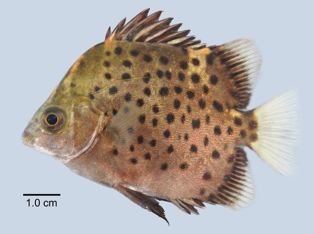 Scatophagus argus•&copy; Yi Youguang•All Rights Reserved