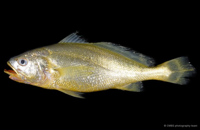 Pseudolarimichthys terengganui•&copy; CMBS photography team•All Rights Reserved