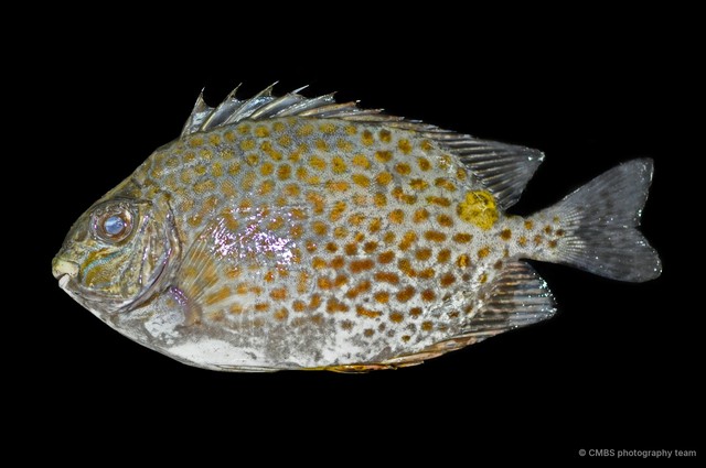 Siganus sp. "JS-1585"•&copy; CMBS photography team•All Rights Reserved
