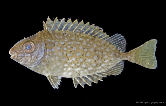 Siganus sp. "RF5-021"•&copy; CMBS photography team•All Rights Reserved