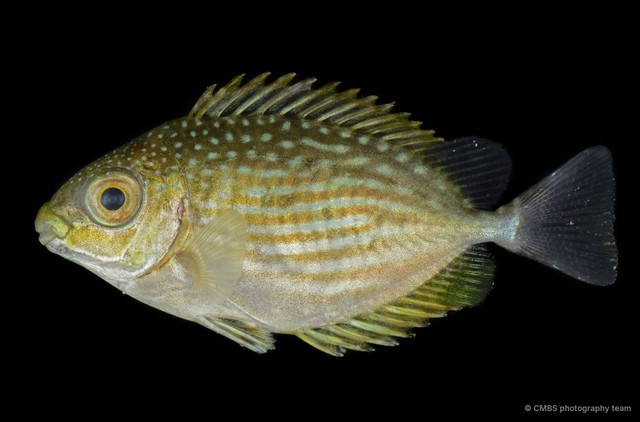 Siganus sp. "SS-0246"•&copy; CMBS photography team•All Rights Reserved