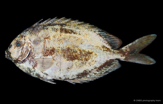 Siganus sp. "SS-3698"•&copy; CMBS photography team•All Rights Reserved