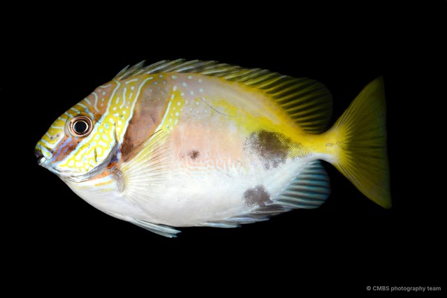 Siganus virgatus•&copy; CMBS photography team•All Rights Reserved