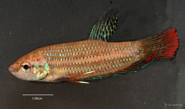 Betta imbellis•&copy; Tan Heok Hui•All Rights Reserved