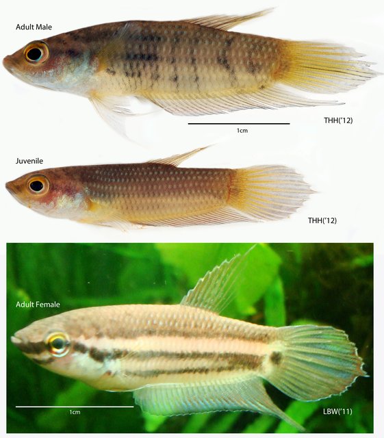 Betta pugnax•&copy; Tan Heok Hui•All Rights Reserved