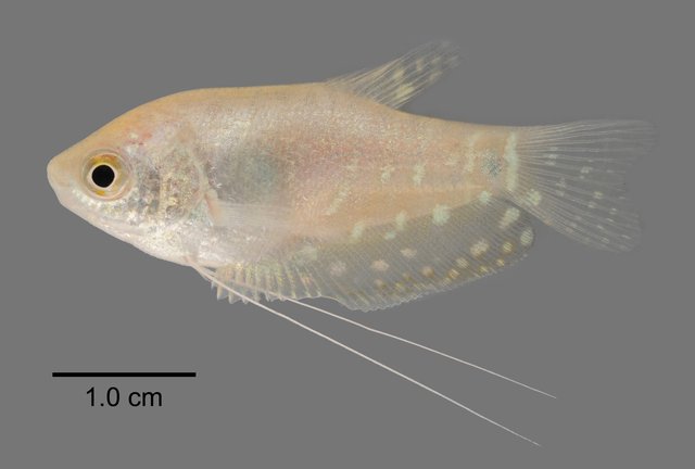 Trichopodus microlepis•&copy; Yi Youguang•All Rights Reserved