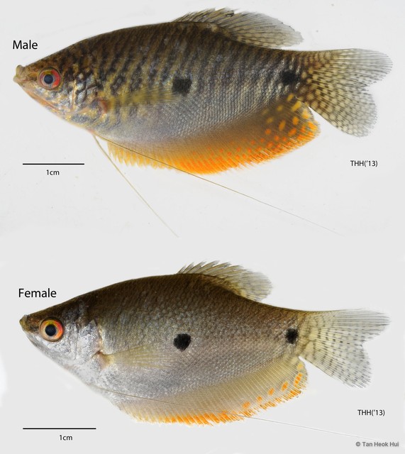 Trichopodus trichopterus•&copy; Tan Heok Hui•All Rights Reserved
