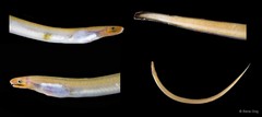 Anguilliformes sp. "SEA-3043"
