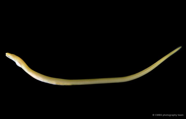 Muraenichthys sp. "c3eda995"•&copy; CMBS photography team•All Rights Reserved