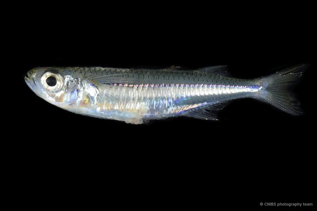 Atherinidae sp. "1"•&copy; CMBS photography team•All Rights Reserved