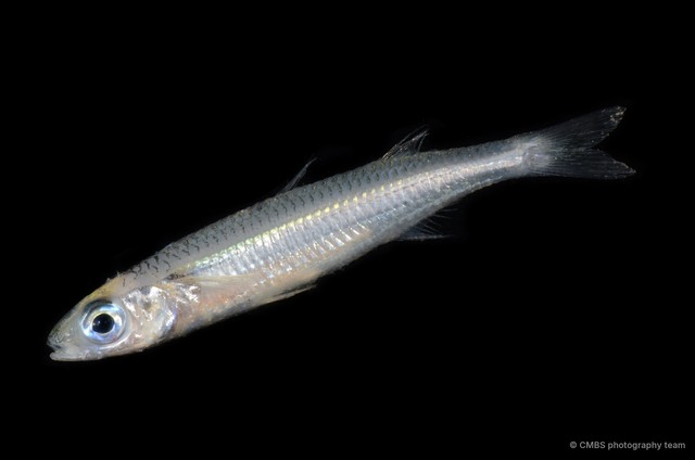Atherinidae sp. "2"•&copy; CMBS photography team•All Rights Reserved