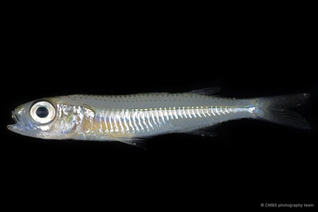 Atherinidae sp. "3"•&copy; CMBS photography team•All Rights Reserved