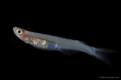 Neostethus lankesteri•&copy; CMBS photography team•All Rights Reserved