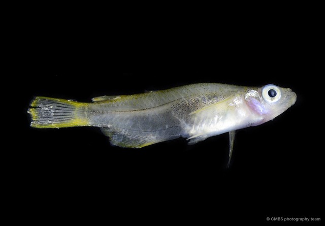 Oryzias javanicus•&copy; CMBS photography team•All Rights Reserved