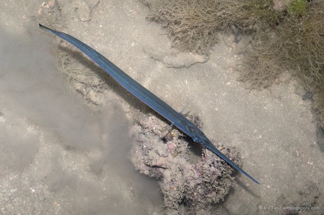 Belonidae sp. "0c4fc522"•&copy; Ria Tan•All Rights Reserved