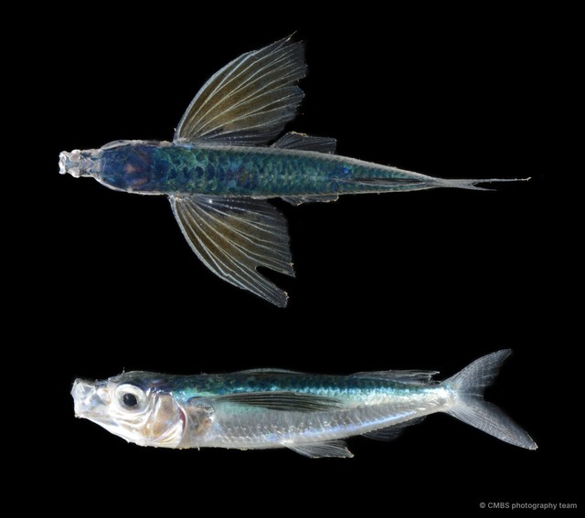 Exocoetidae sp. "SS-4803"•&copy; CMBS photography team•All Rights Reserved