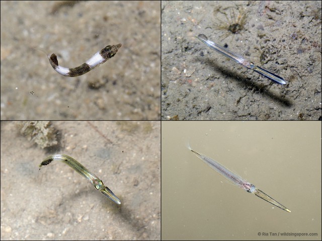 Hemiramphidae sp. "0c4fc567"•&copy; Ria Tan•All Rights Reserved