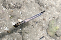 Hemiramphidae sp. "0c4fc56a"
