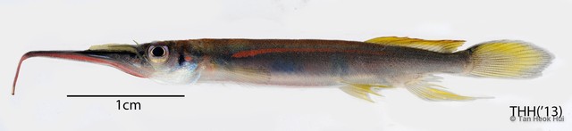 Hemirhamphodon pogonognathus•&copy; Tan Heok Hui•All Rights Reserved