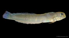 Omobranchus ferox•&copy; CMBS photography team•All Rights Reserved