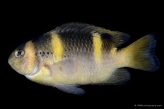 Pomacentridae sp. "SS-0787"