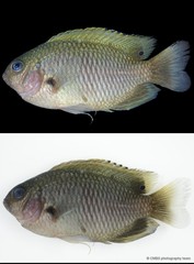 Pomacentridae sp. "SS-2790"