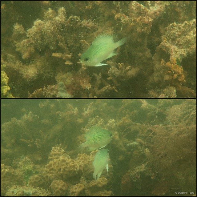 Amblyglyphidodon curacao•&copy; Daisuke Taira•All Rights Reserved