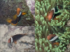 Amphiprion frenatus•&copy; Ria Tan•All Rights Reserved