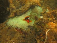 Amphiprion frenatus•&copy; Daisuke Taira•All Rights Reserved