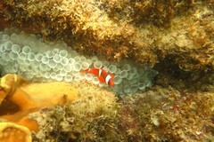 Amphiprion frenatus•&copy; Daisuke Taira•All Rights Reserved