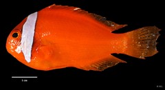 Amphiprion frenatus•&copy; REL•All Rights Reserved