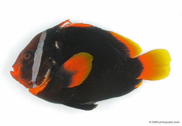 Amphiprion frenatus•&copy; CMBS photography team•All Rights Reserved