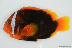 Amphiprion frenatus•&copy; CMBS photography team•All Rights Reserved