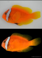 Amphiprion nigripes•&copy; CMBS photography team•All Rights Reserved