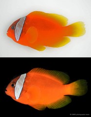 Amphiprion nigripes•&copy; CMBS photography team•All Rights Reserved