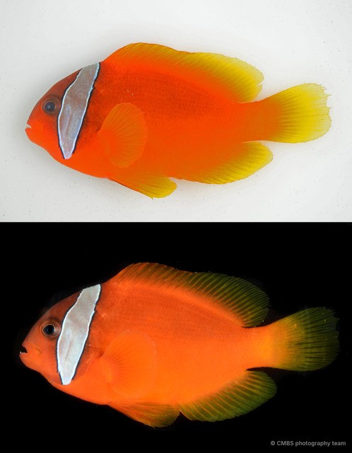 Amphiprion nigripes•&copy; CMBS photography team•All Rights Reserved