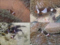 Amphiprion ocellaris•&copy; Ria Tan•All Rights Reserved