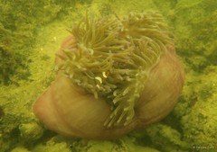 Amphiprion ocellaris•&copy; Daisuke Taira•All Rights Reserved
